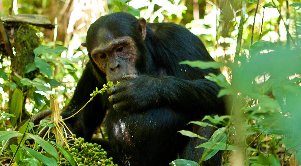 Kibale Chimp Tracking