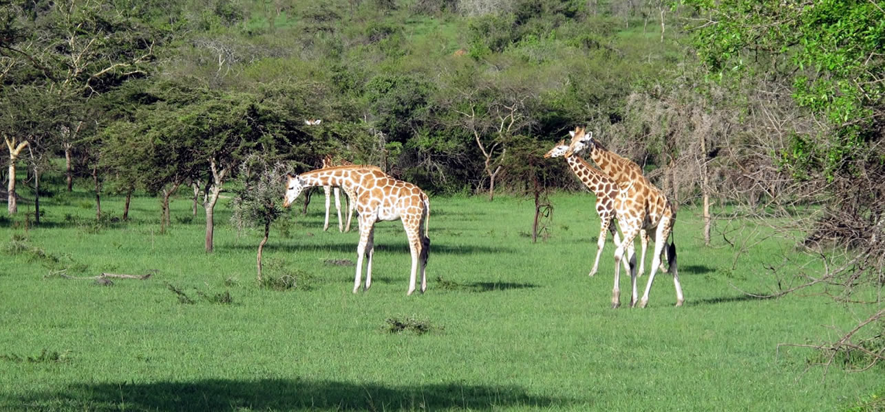 Giraffes in L.Mburo National Park
