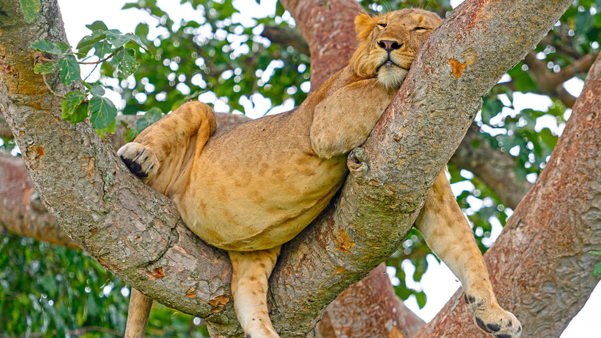 Ishasha tree climbing lions
