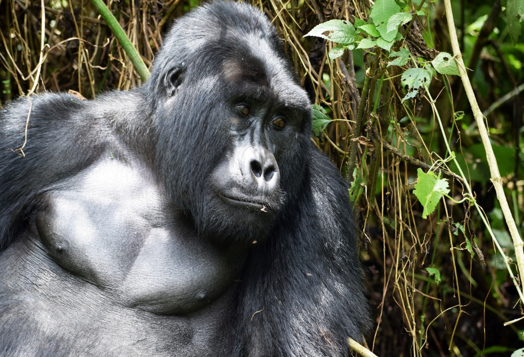 Mountain Gorilla tours in Bwindi Forest
