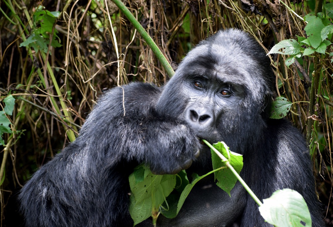 Gorilla trekking in Uganda