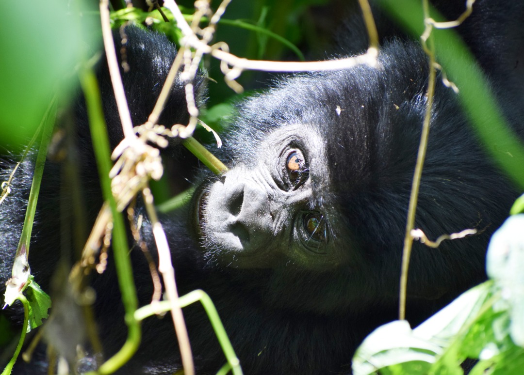 Gorilla in Bwindi Forest