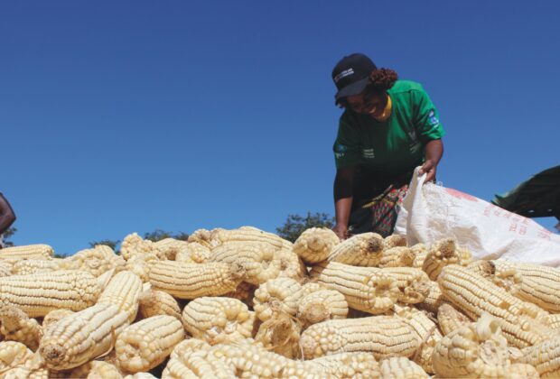 Divine Grain Millers Uganda -Leading Maize Grain Supplier