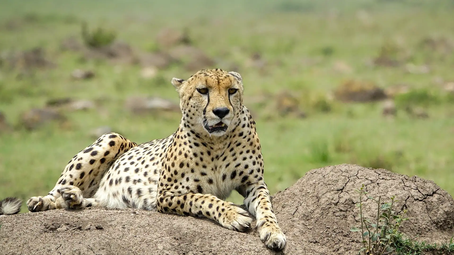 Explore Africa Adventures